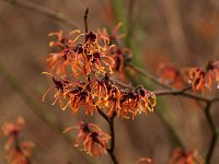 Hamamelis Rolena 2016 01 23 9180